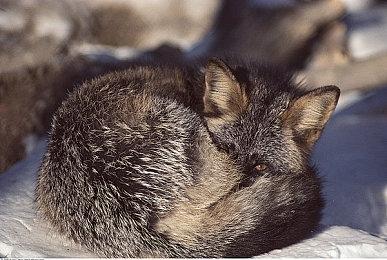 《古墓丽影》新作正使用虚幻5开发 多厂商在使用